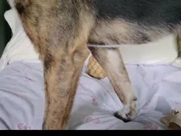 Freechat kaileeshy on Chaturbate